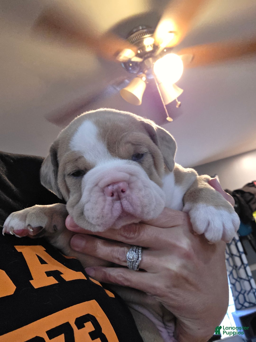 Olde English Bulldogge dogs for sale: Olde English Bulldogge Puppy 2 - Ad 8