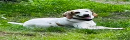 Mixed Breed dogs for sale: Lucky - Ad 3