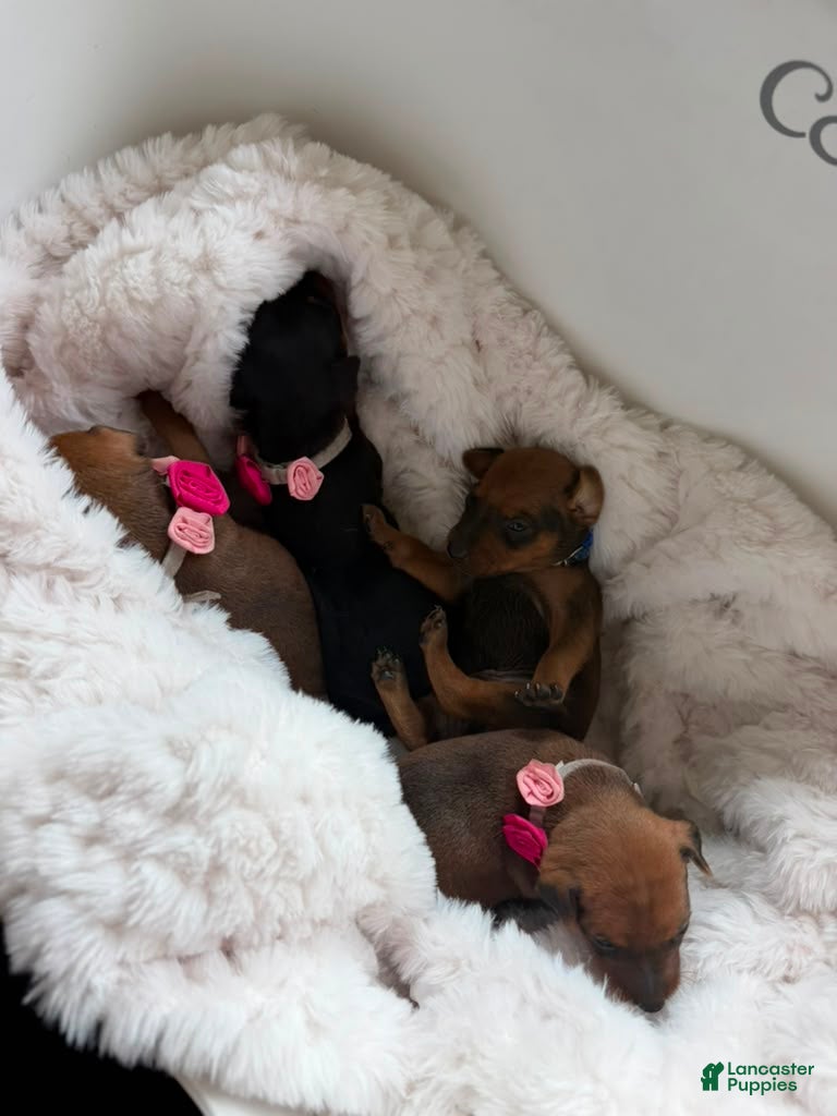 Miniature Pinscher dogs Miniature Pinscher 3 - Ad 27