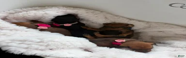 Miniature Pinscher 3