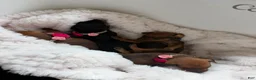 Miniature Pinscher dogs for sale: Miniature Pinscher 3 - Ad 1