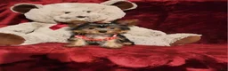 Yorkshire Terrier dogs for sale: MUNCHKIN - Ad 5
