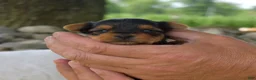 Yorkshire Terrier dogs for sale: Mickey - Ad 1
