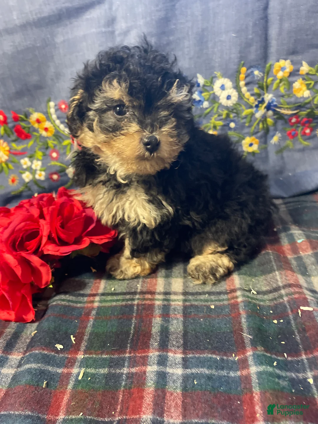 Yorkiepoo dogs for sale: Leo - Ad 3