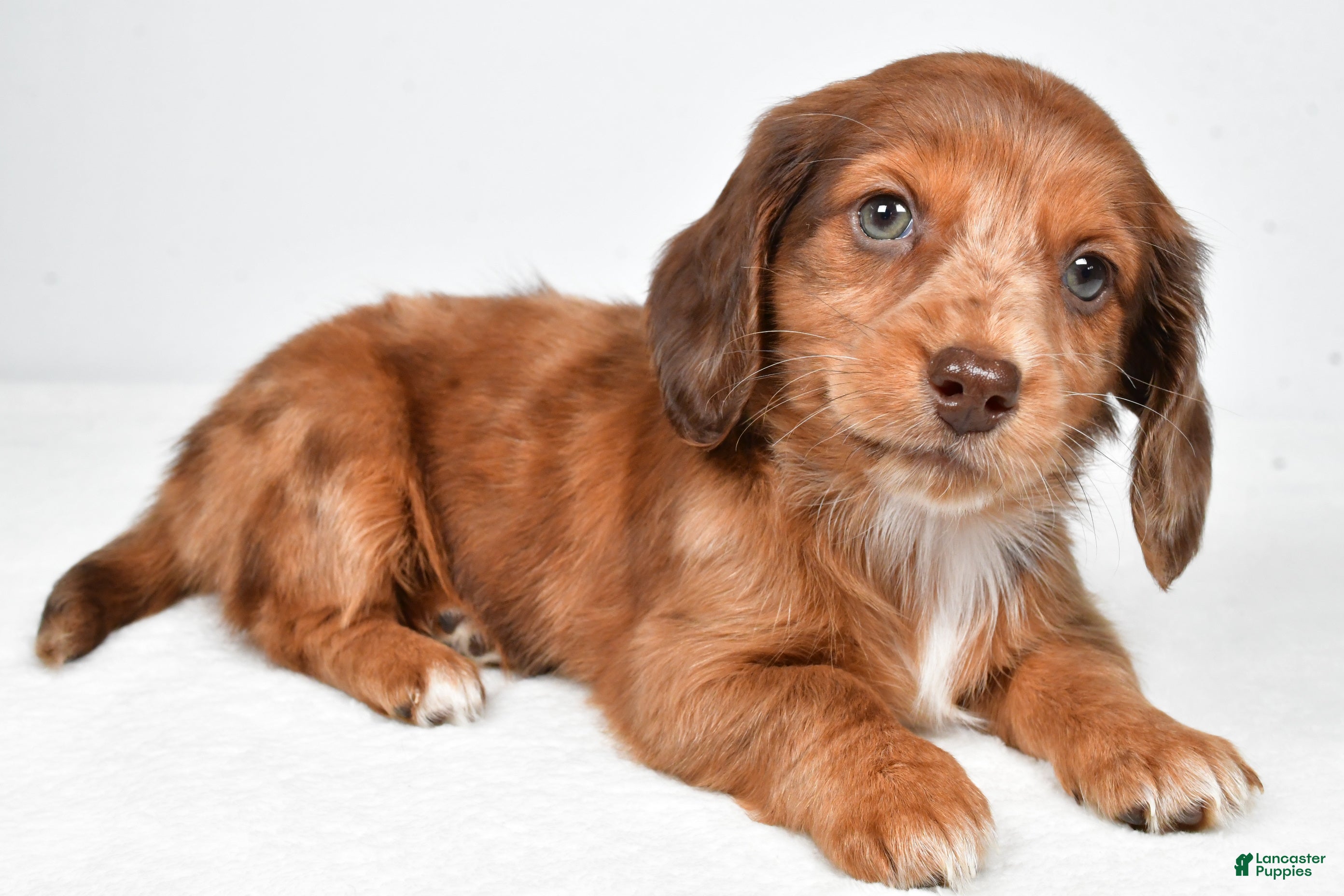 Miniature Dachshund dogs Letti - Ad 2