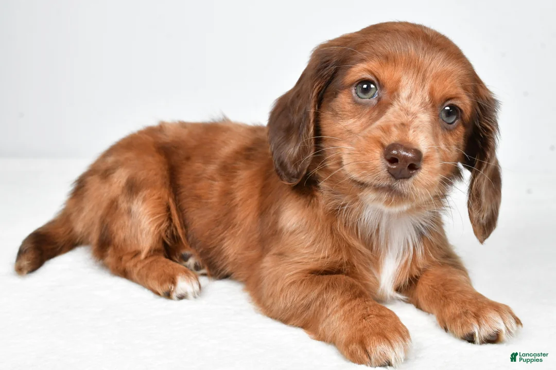 Miniature Dachshund dogs for sale: Letti - Ad 2