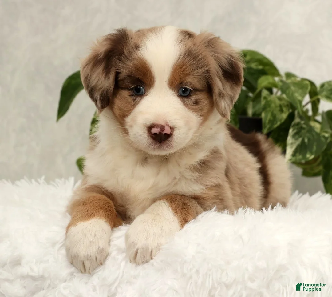 Miniature Australian Shepherd dogs for sale: Sunny  - Ad 4