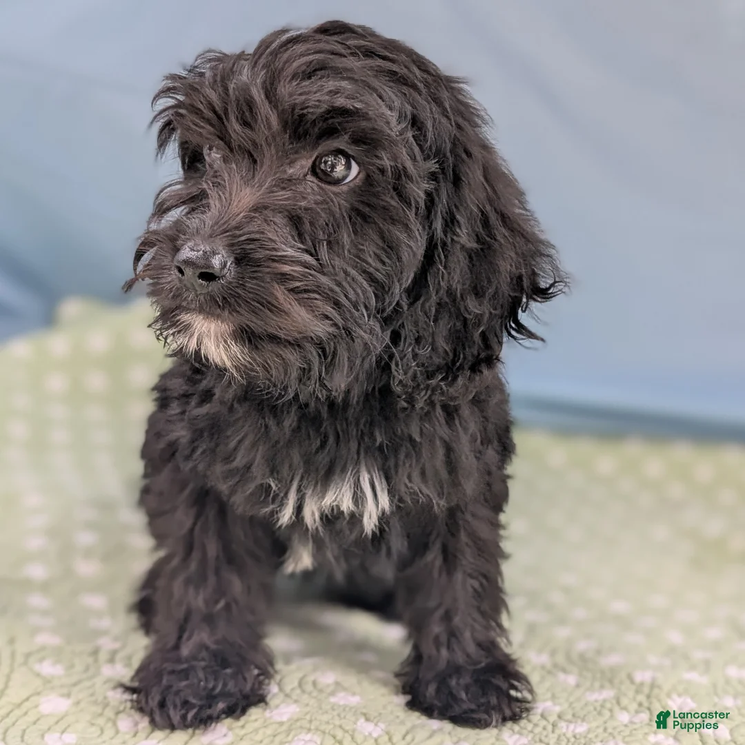 Mixed Breed dogs for sale: Noche (Night) - Ad 9