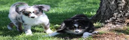Toy Australian Shepherd dogs for sale: Shep is a blue merle with tail - Ad 6