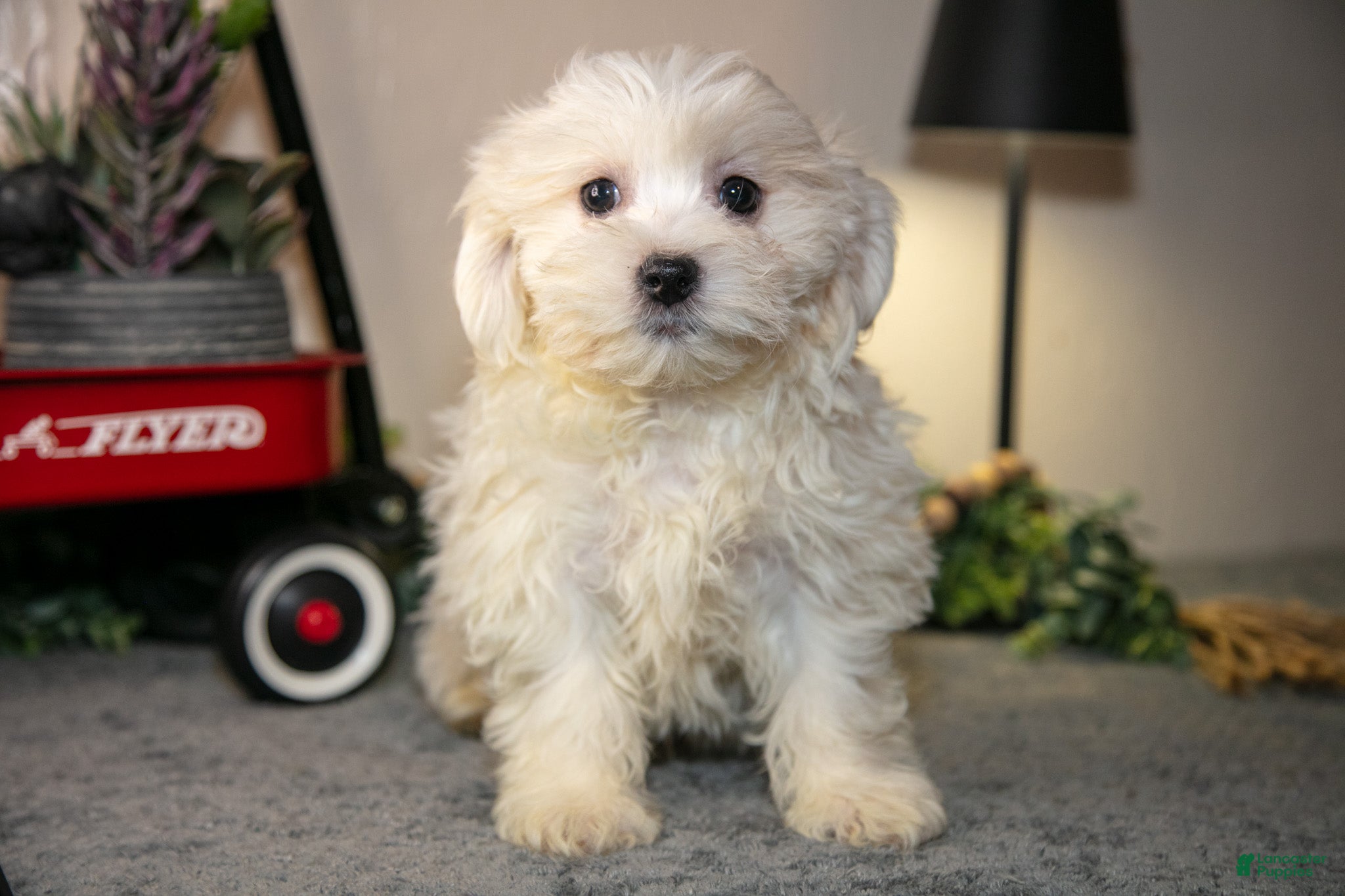 Teddy Bear dogs Vance - Ad 1