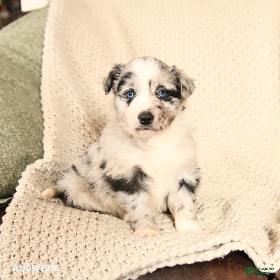 Mixed Breed dogs Max - Ad 12