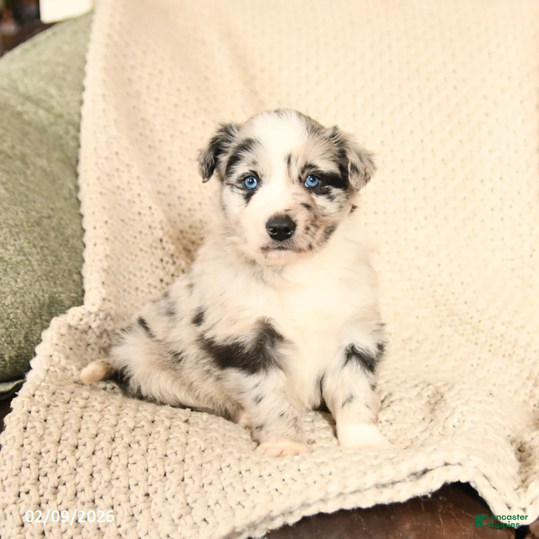 Mixed Breed dogs for sale: Max - Ad 1