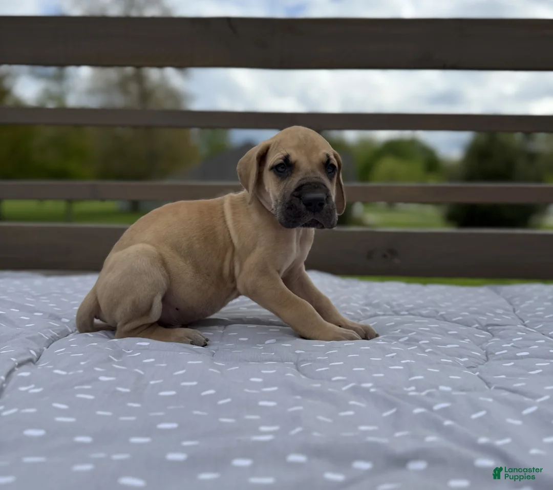 Great Dane dogs for sale: Tortellini (Green) - Ad 2