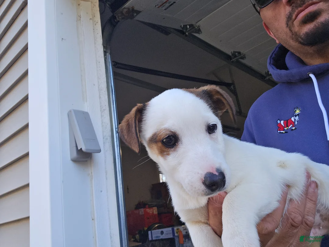 Jack Russell Terrier dogs for sale: Jack Russell Terrier Puppy 1 - Ad 1