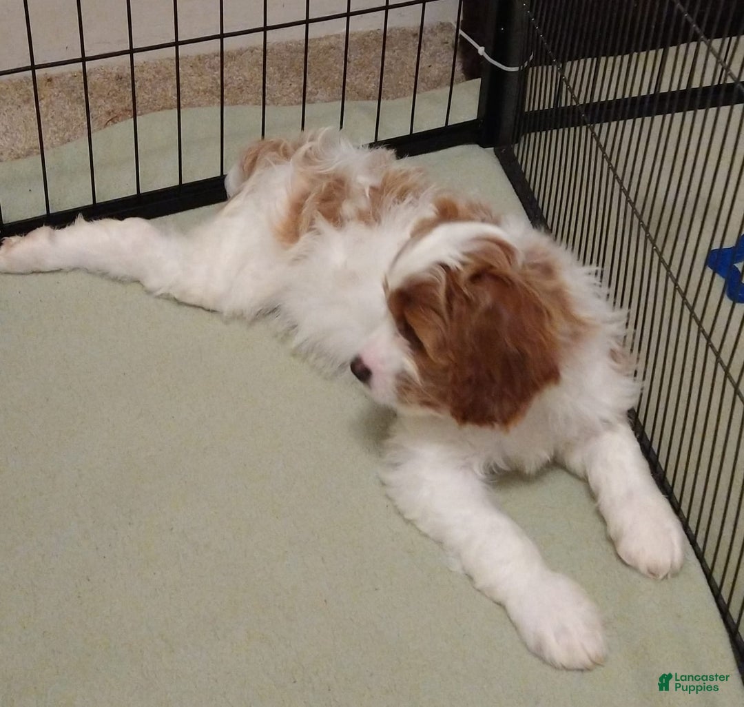 Cavapoo dogs for sale: Bentley - Ad 2