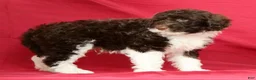 Portuguese Water Dog dogs for sale: Romeo - Ad 5