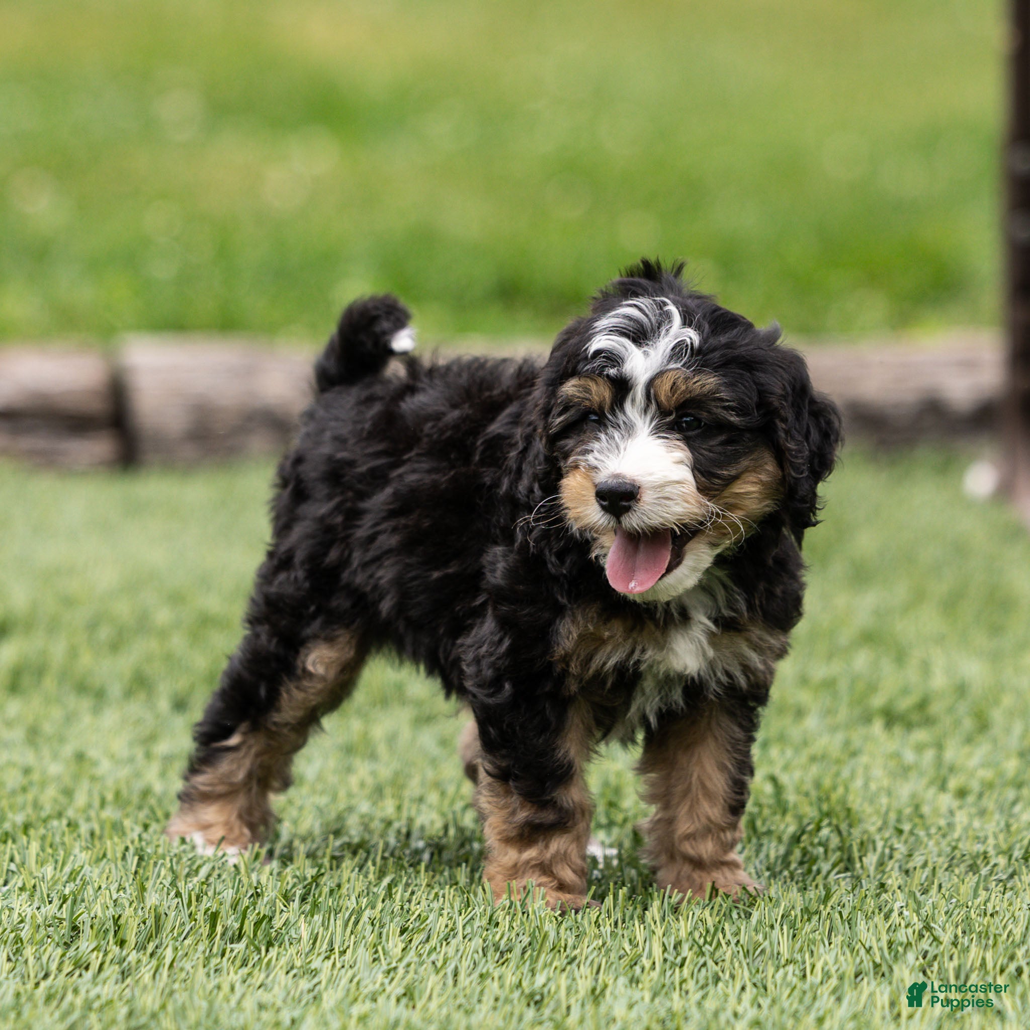 Bernedoodle dogs Crew Bernedoodle Puppy  - Ad 1