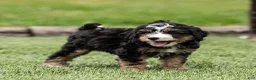 Bernedoodle dogs for sale: Crew Bernedoodle Puppy  - Ad 6