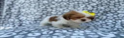 Lhasa Apso dogs for sale: Grace - Ad 4