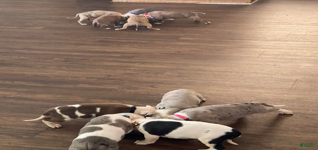 Gallery Image {{count}}