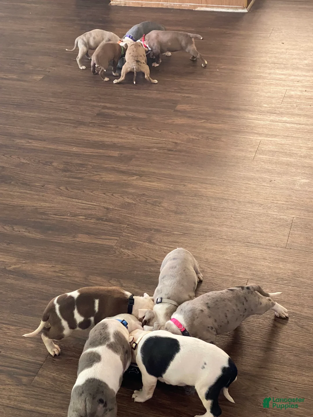 Gallery Image {{count}}