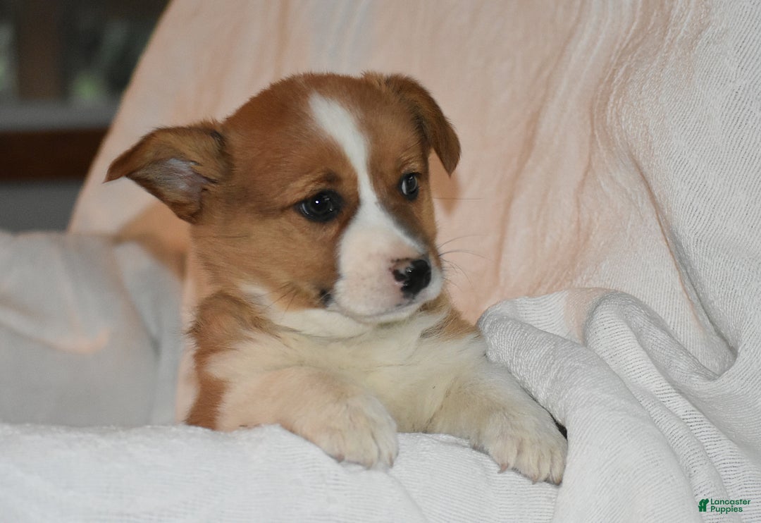 Welsh Corgi Pembroke dogs for sale: Kirki - Ad 1