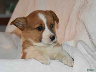 Welsh Corgi Pembroke dogs Kirki - Ad 32