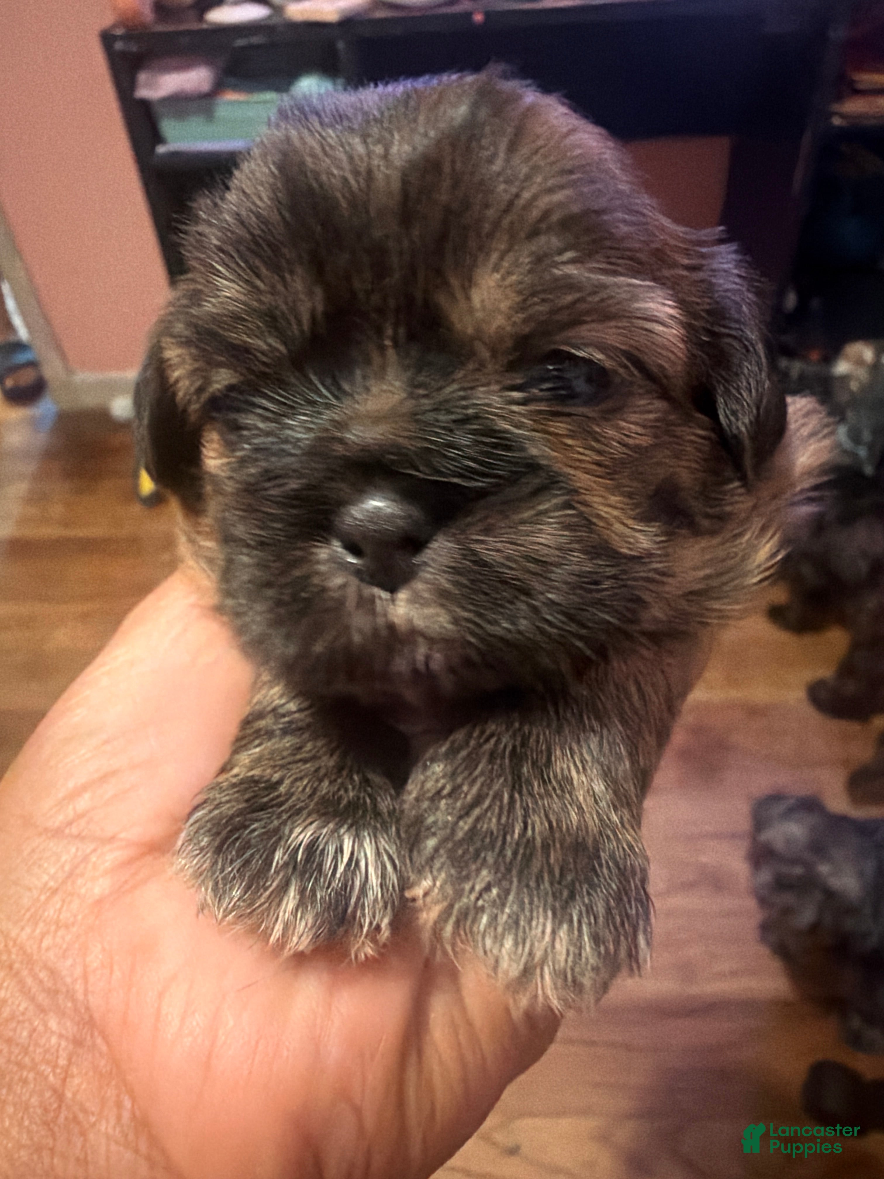 Shih Tzu dogs Shih Tzu 1 - Ad 23