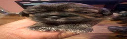 Shih Tzu dogs for sale: Shih Tzu 1 - Ad 1