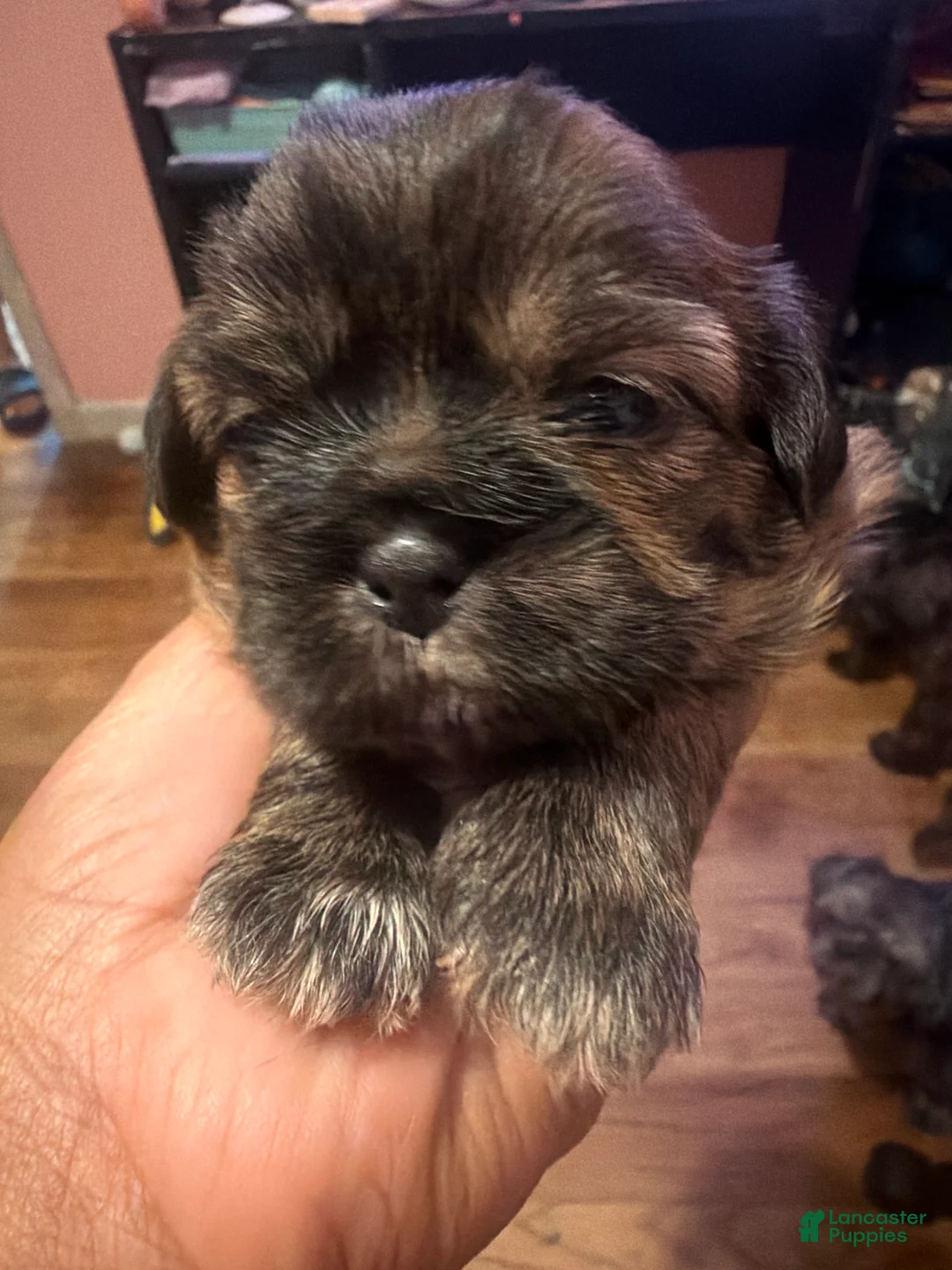 Shih Tzu dogs for sale: Shih Tzu 1 - Ad 1