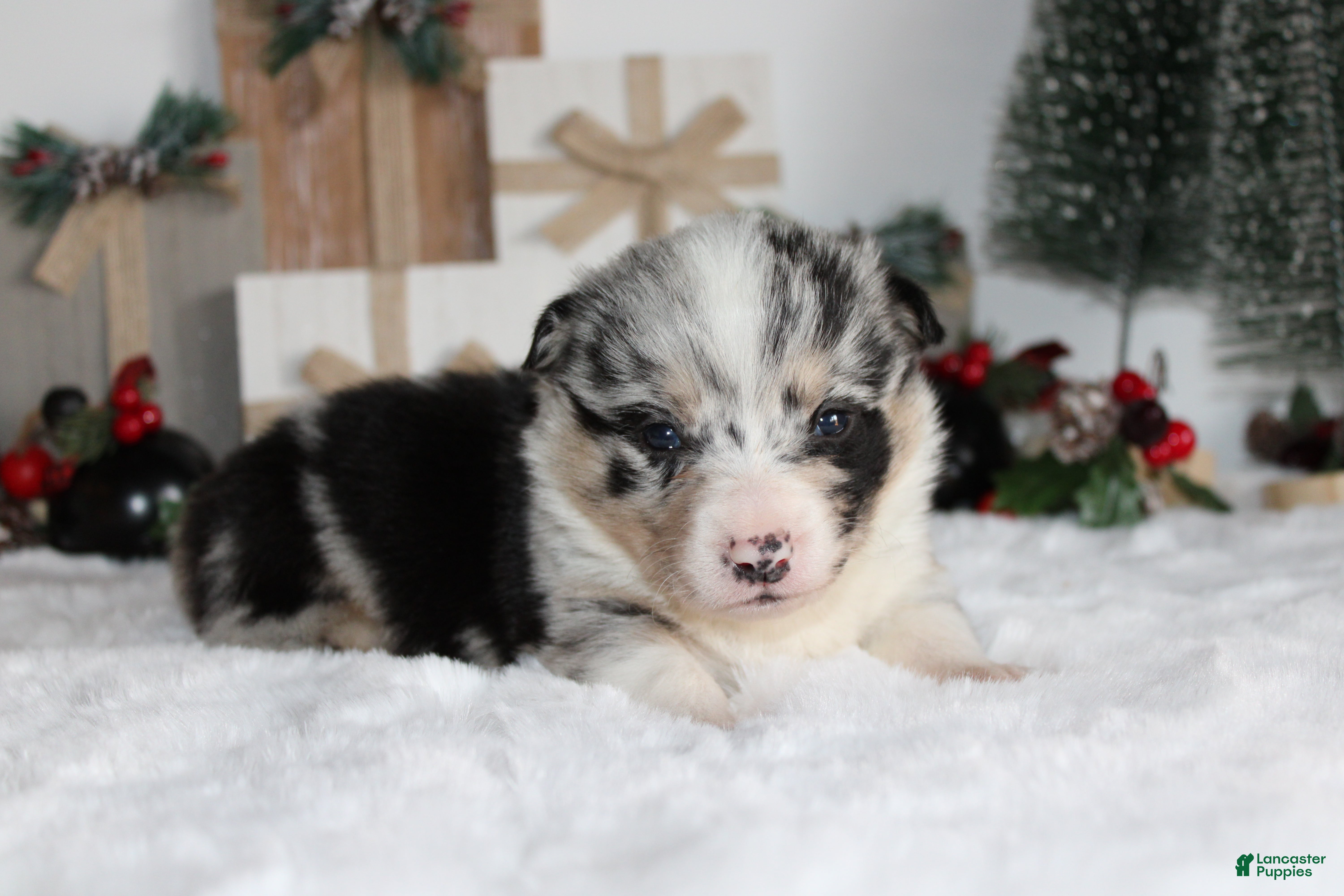 Welsh Corgi Pembroke dogs Ben - Ad 15