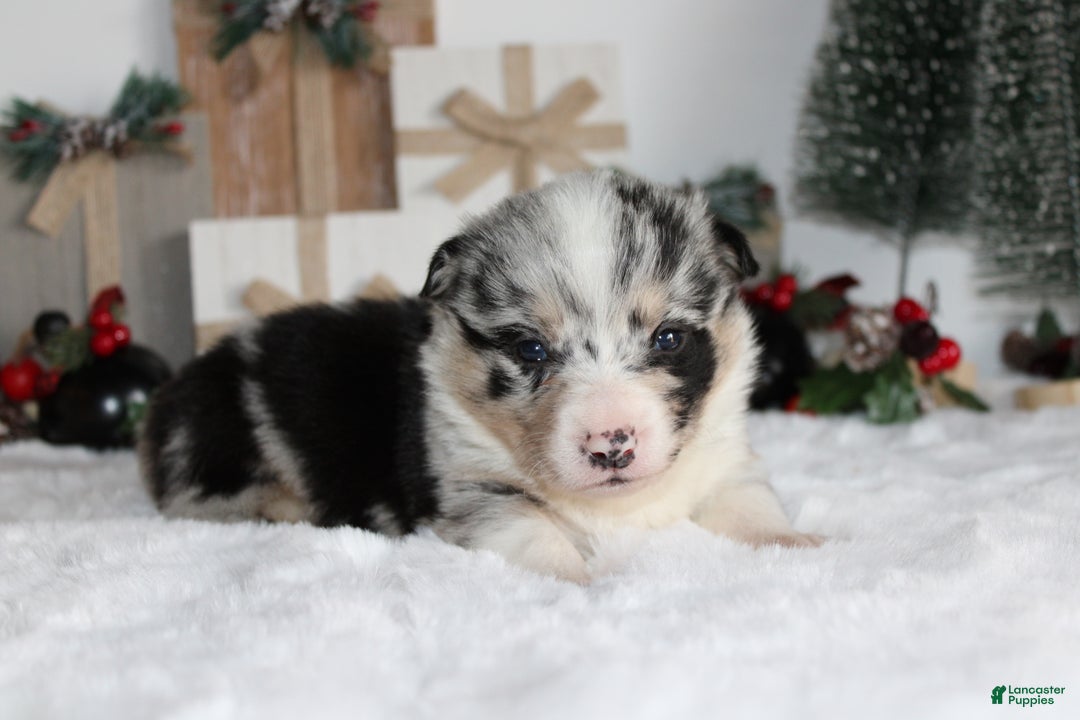 Welsh Corgi Pembroke dogs for sale: Ben - Ad 1