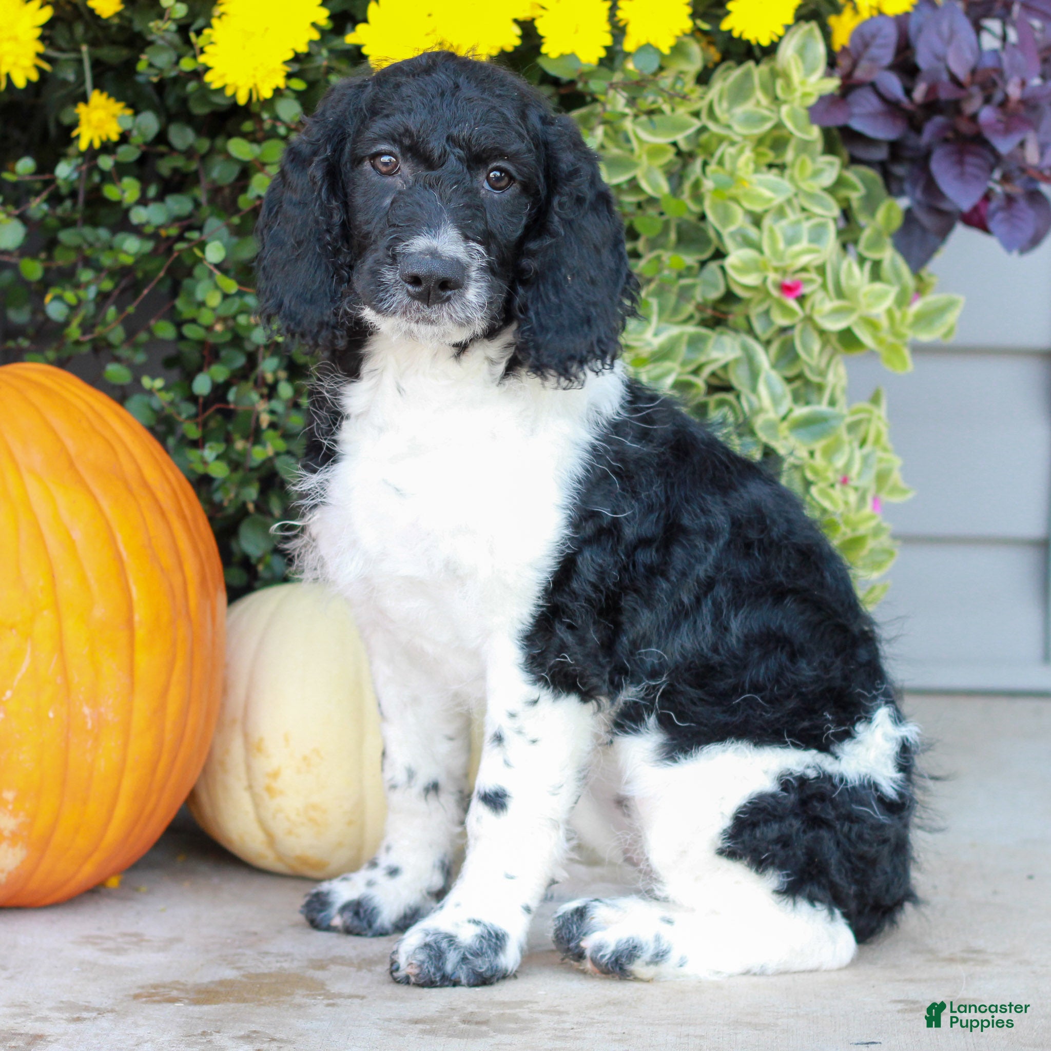 Miniature Labradoodle dogs for sale: Clara  - Ad 2