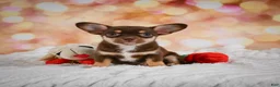 Chihuahua dogs for sale: Blaire - Ad 5