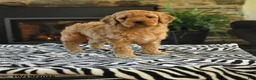 Mini Goldendoodle dogs for sale: Leah - Ad 1