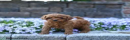 Toy Poodle dogs for sale: Tulip - Ad 1