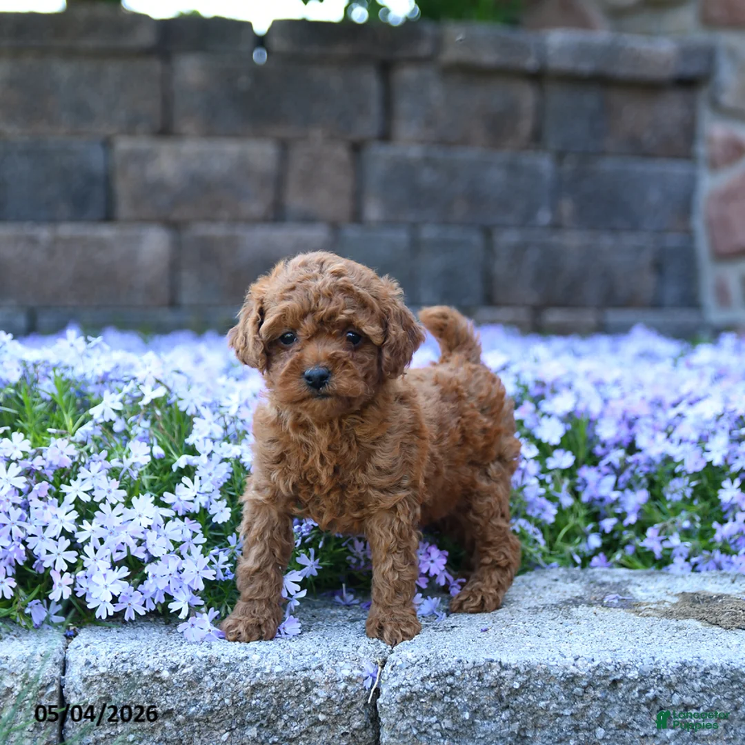 Toy Poodle dogs for sale: Tulip - Ad 1