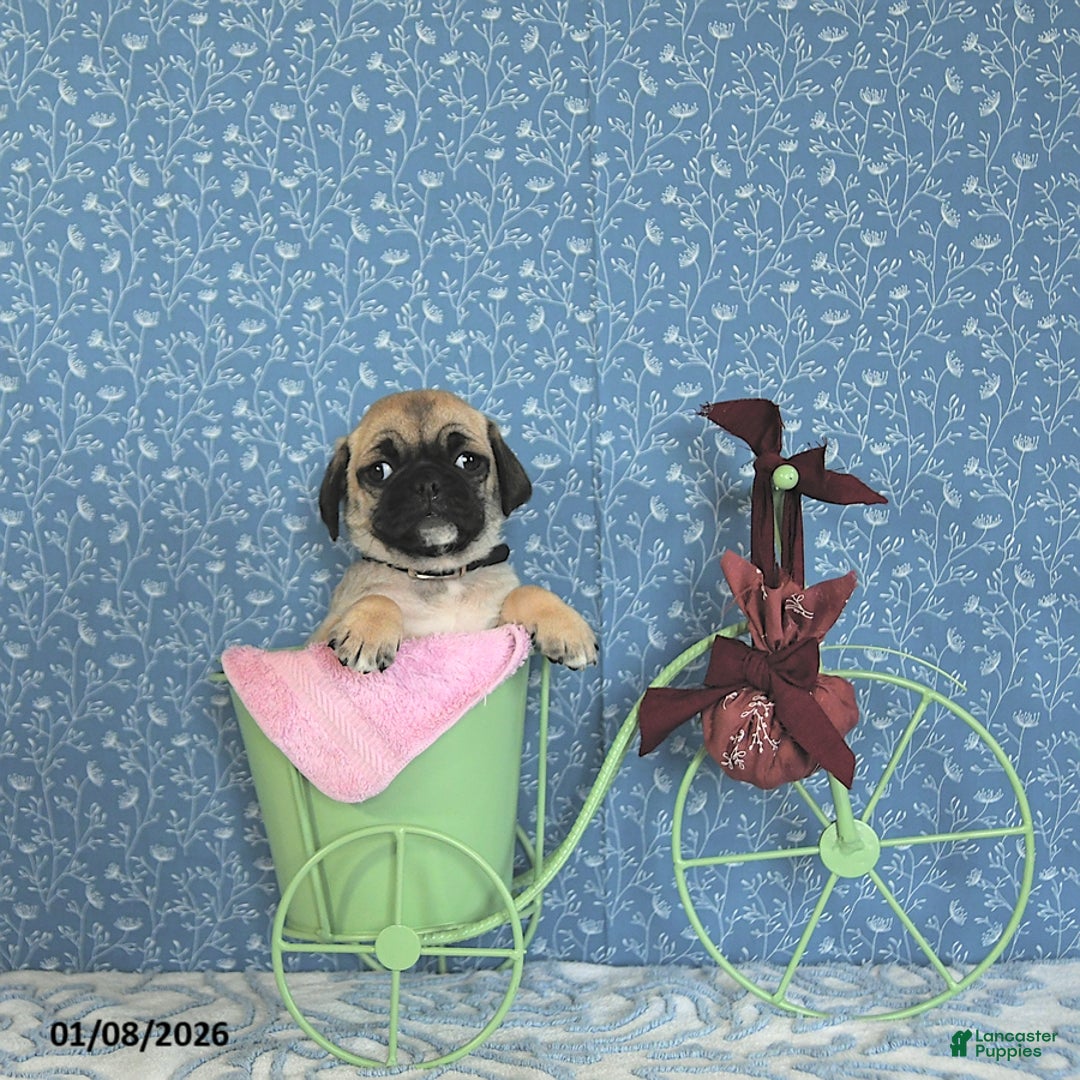 Pug dogs for sale: Lafredo - Ad 2