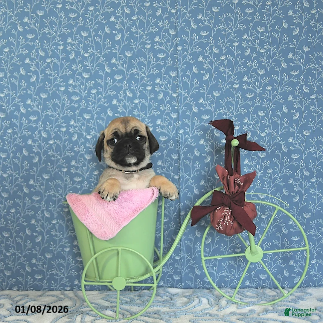 Pug dogs for sale: Lafredo - Ad 8