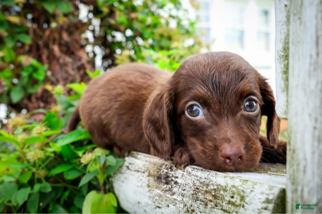 Dachshund dogs for sale: Chorizo - Ad 1