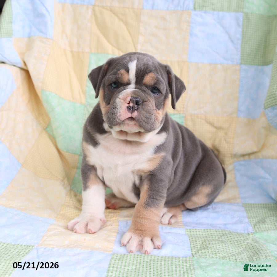 Olde English Bulldogge dogs Tex  - Ad 1