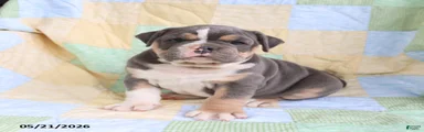 Tex 