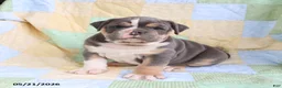 Olde English Bulldogge dogs for sale: Tex  - Ad 1