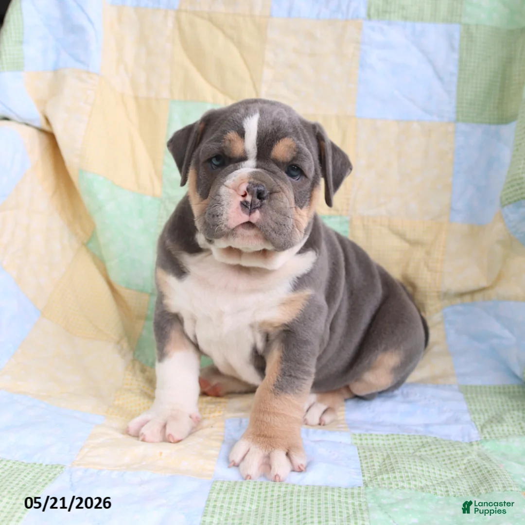 Olde English Bulldogge dogs for sale: Tex  - Ad 1