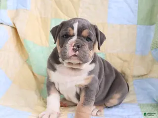 Olde English Bulldogge dogs for sale: Tex - Ad 3