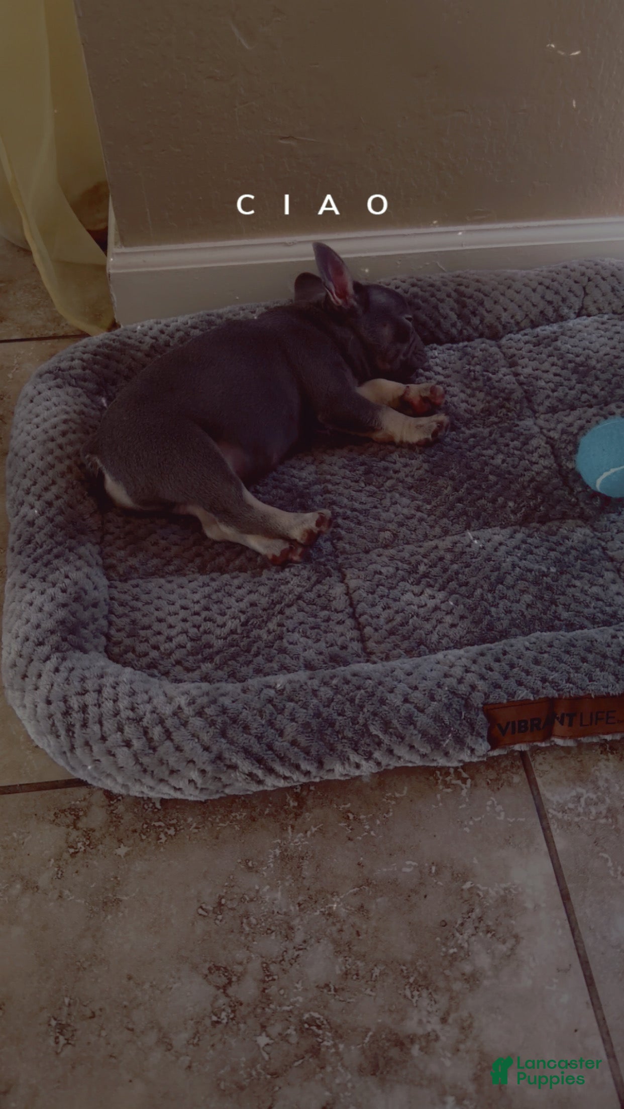 French Bulldog dogs French Bulldog 2 - Ad 33