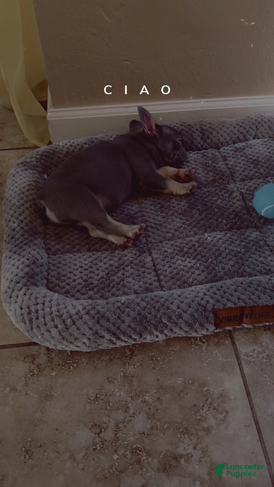 French Bulldog dogs for sale: French Bulldog 2 - Ad 2