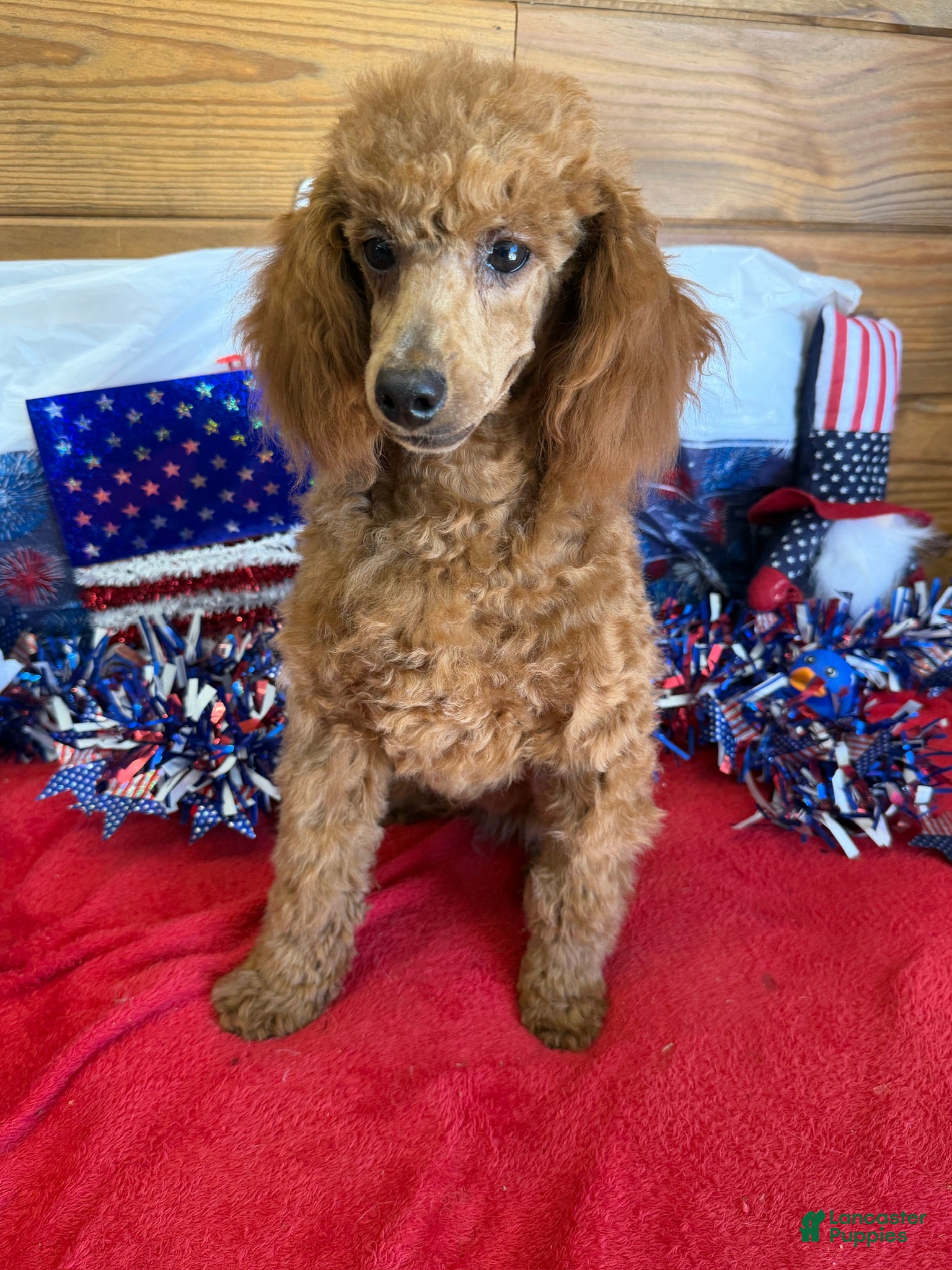 Toy Poodle dogs Prissy - Ad 38