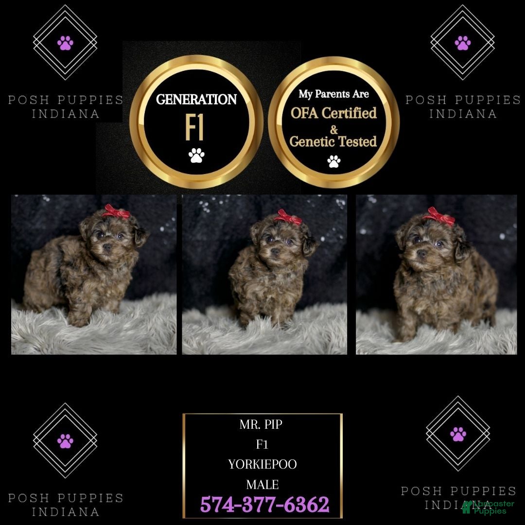 Yorkiepoo dogs for sale: Mr Pip - Ad 7