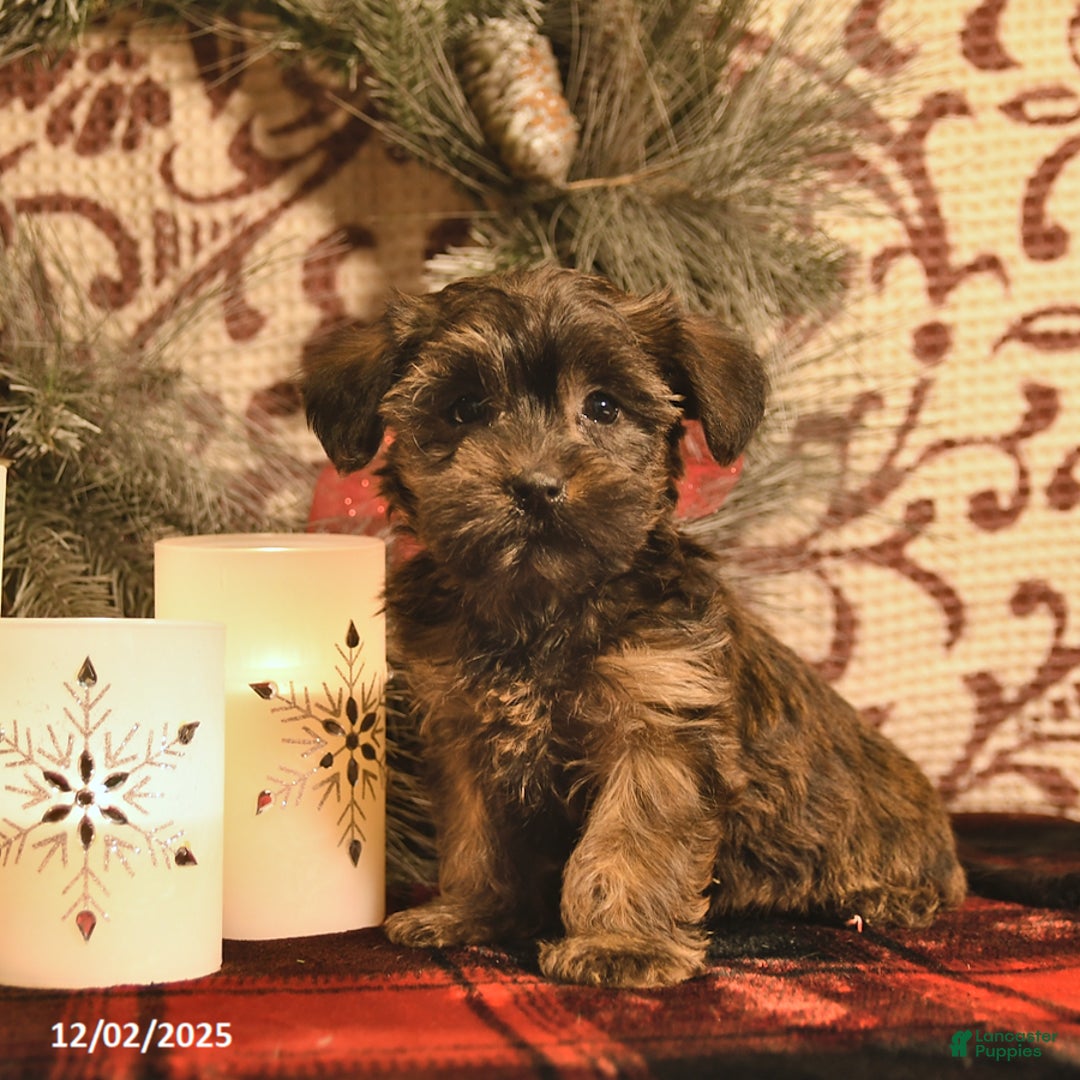 Shorkie dogs for sale: Angle     - Ad 3